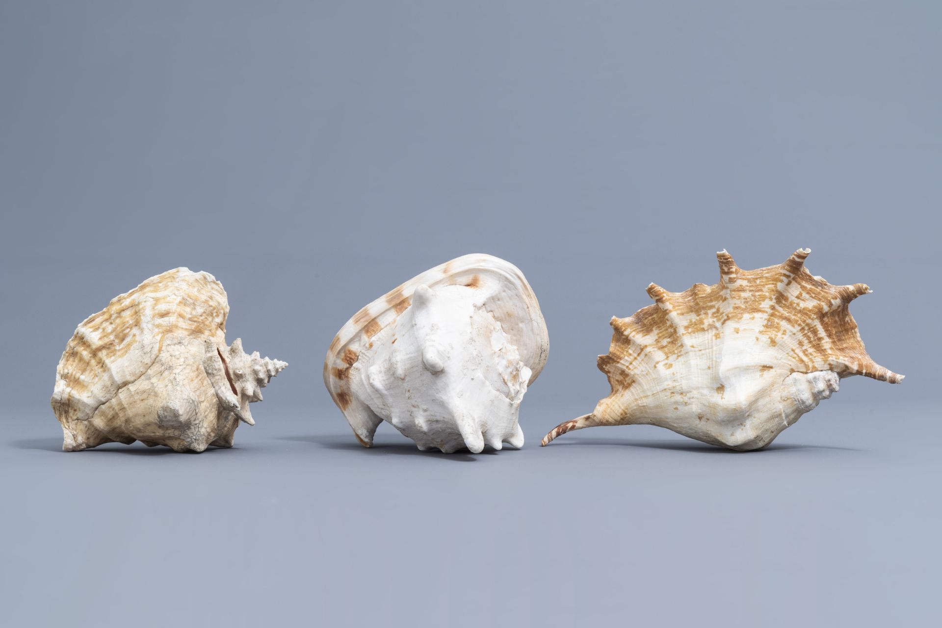 A beautiful collection of shells and sea finds, various origins - Image 21 of 41