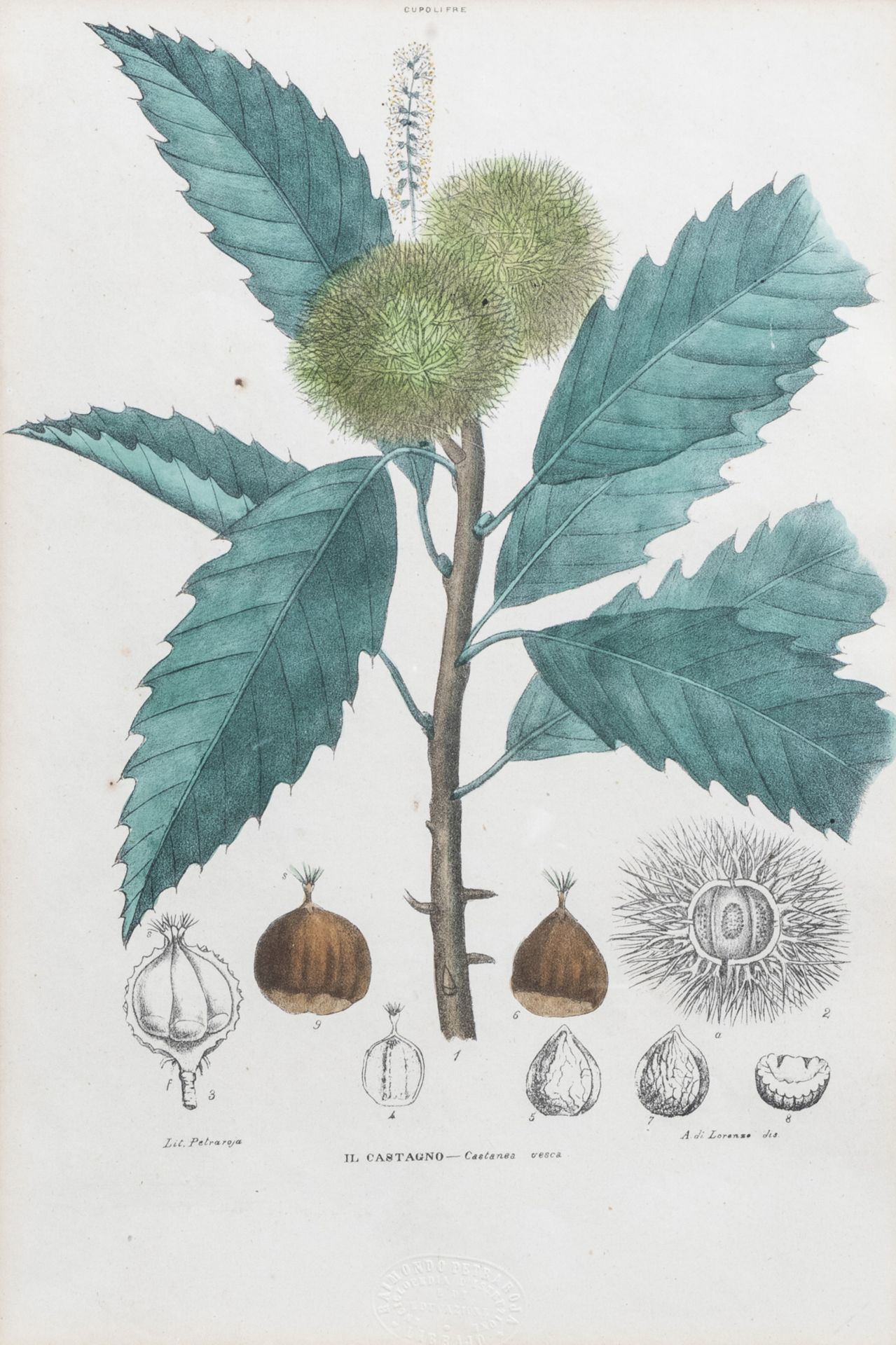 Raimondo Petraroja (19th C.): An interesting series of ten botanical hand-coloured lithographs - Image 4 of 34