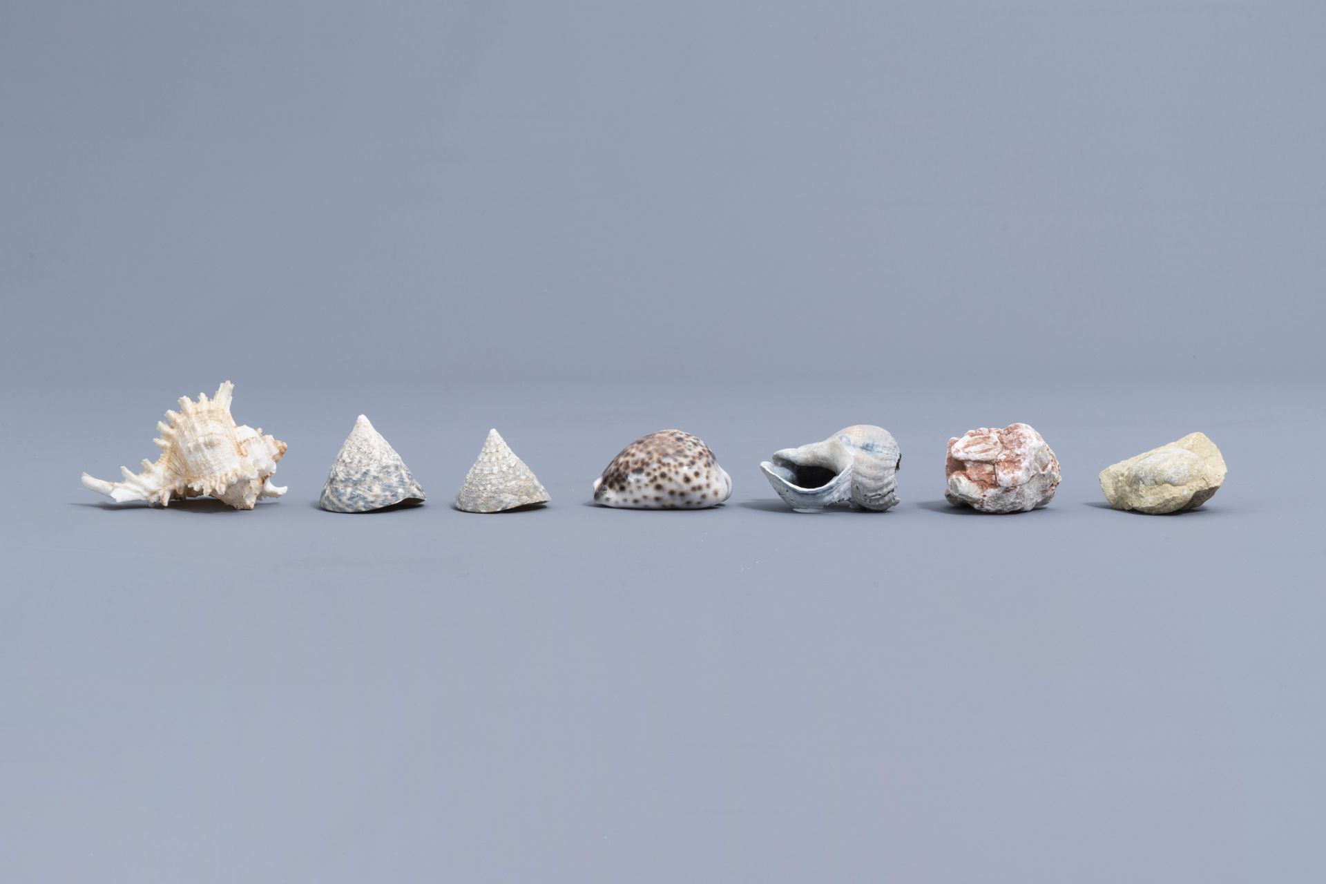 A beautiful collection of shells and sea finds, various origins - Image 8 of 23