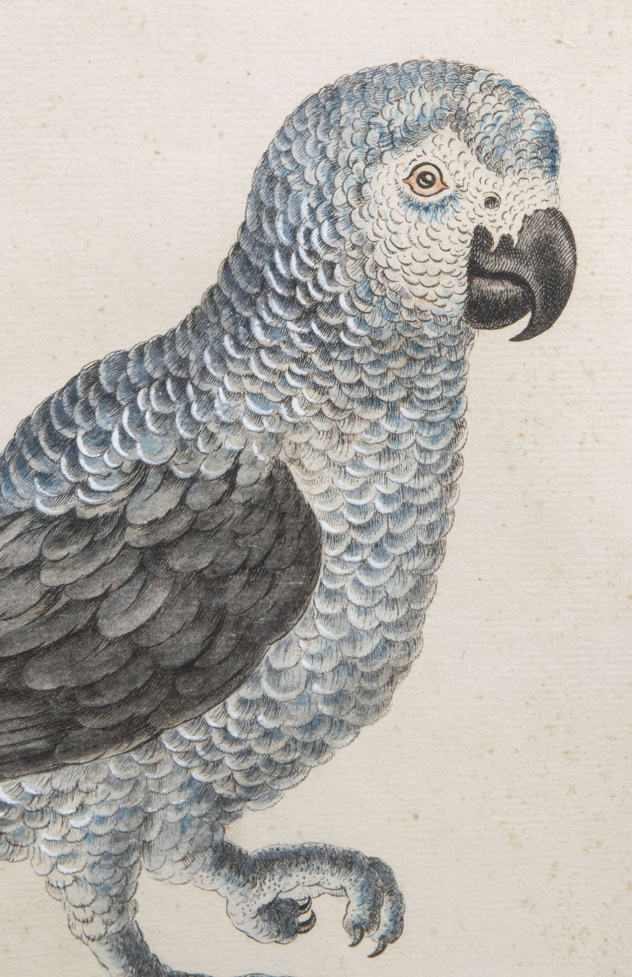 Xaverio Manetti (1723-1785): Two parrots, hand-coloured engravings, 18th C. - Image 5 of 10