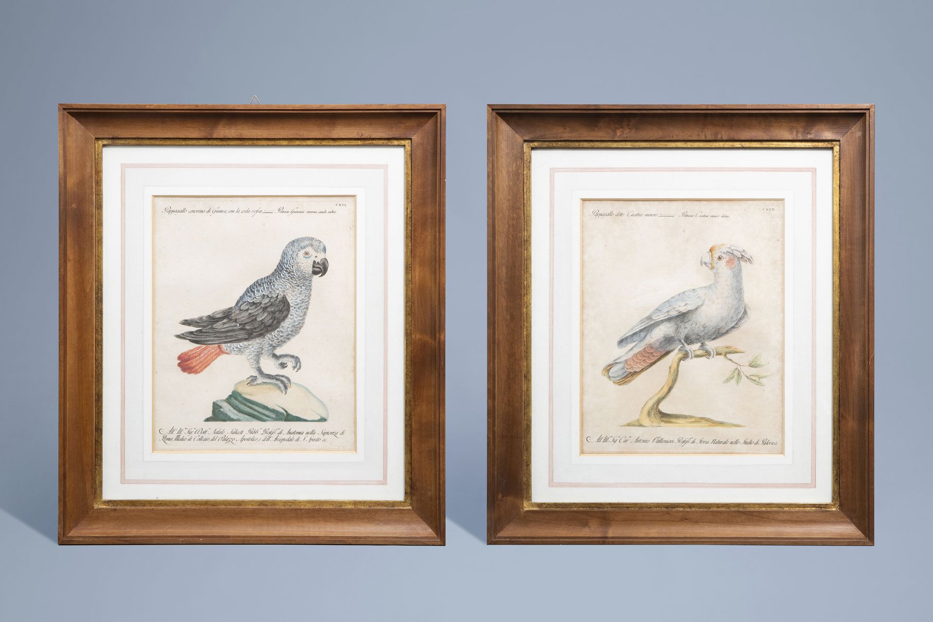 Xaverio Manetti (1723-1785): Two parrots, hand-coloured engravings, 18th C. - Image 2 of 10