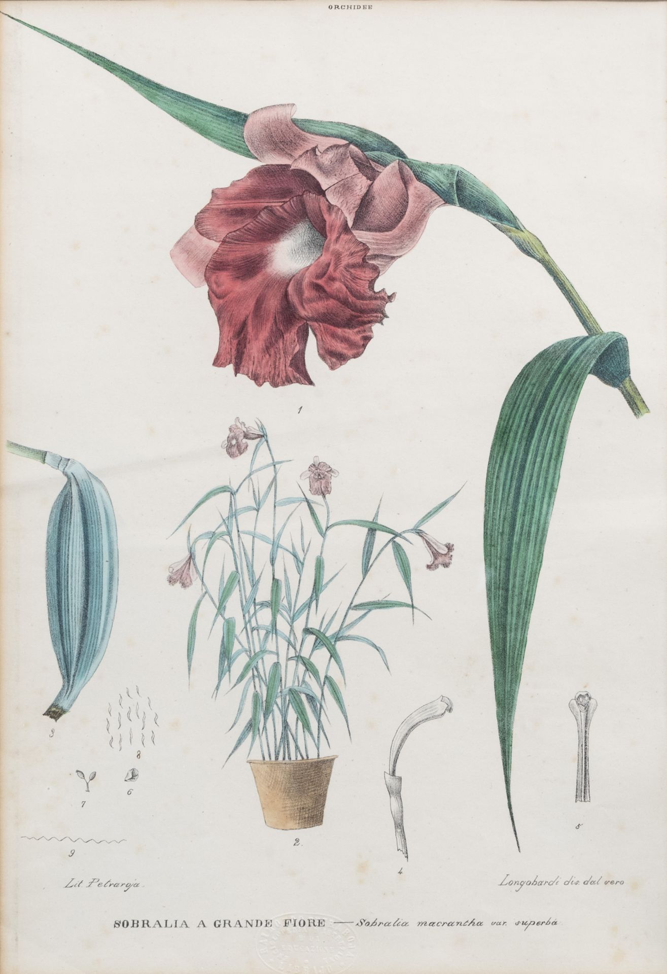 Raimondo Petraroja (19th C.): An interesting series of ten botanical hand-coloured lithographs - Image 13 of 34