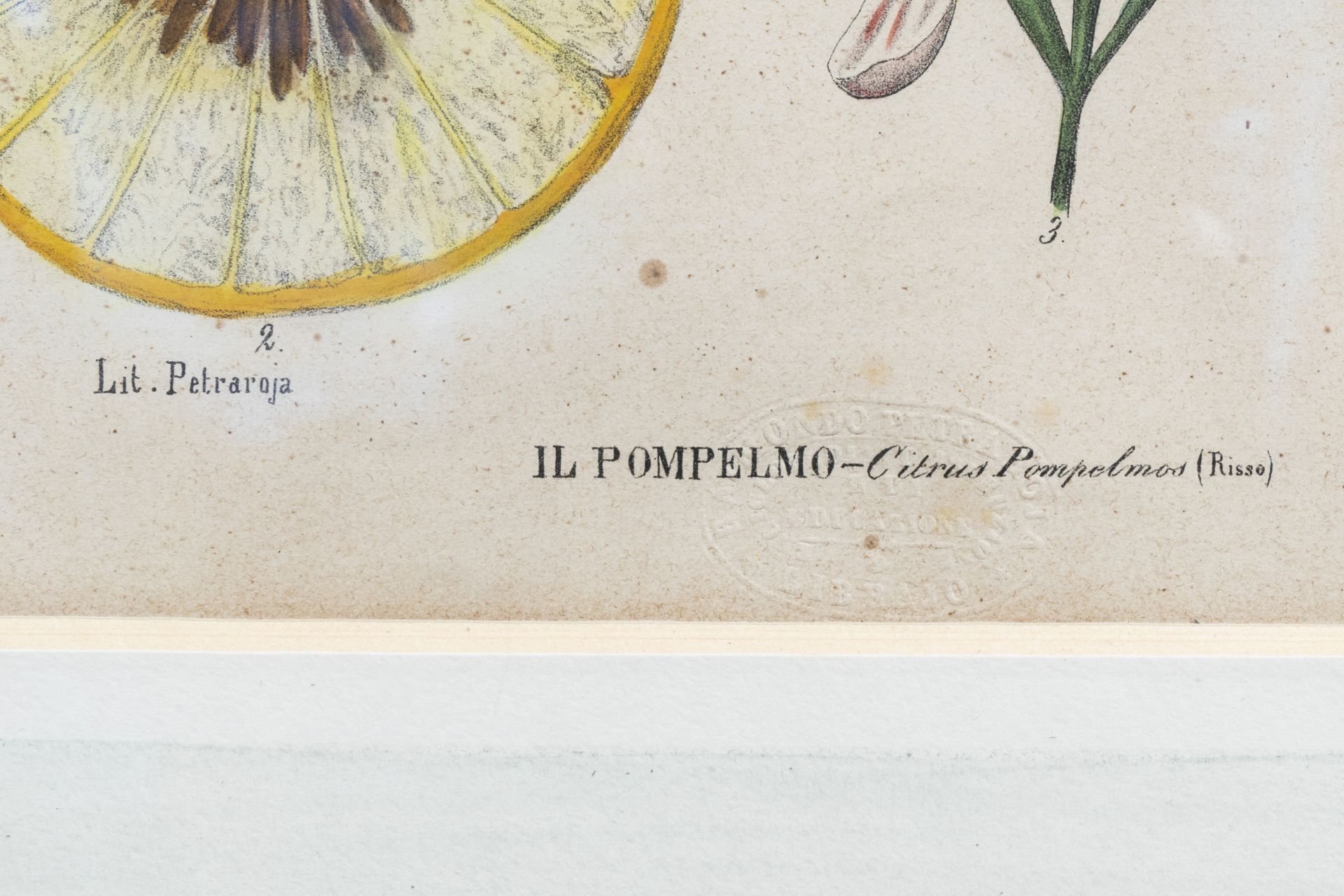 Raimondo Petraroja (19th C.): An interesting series of ten botanical hand-coloured lithographs - Image 31 of 34