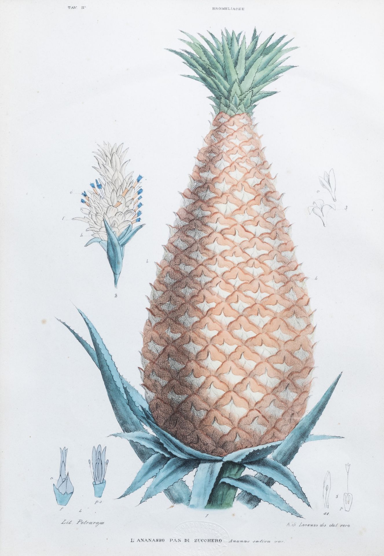 Raimondo Petraroja (19th C.): An interesting series of ten botanical hand-coloured lithographs - Image 6 of 34