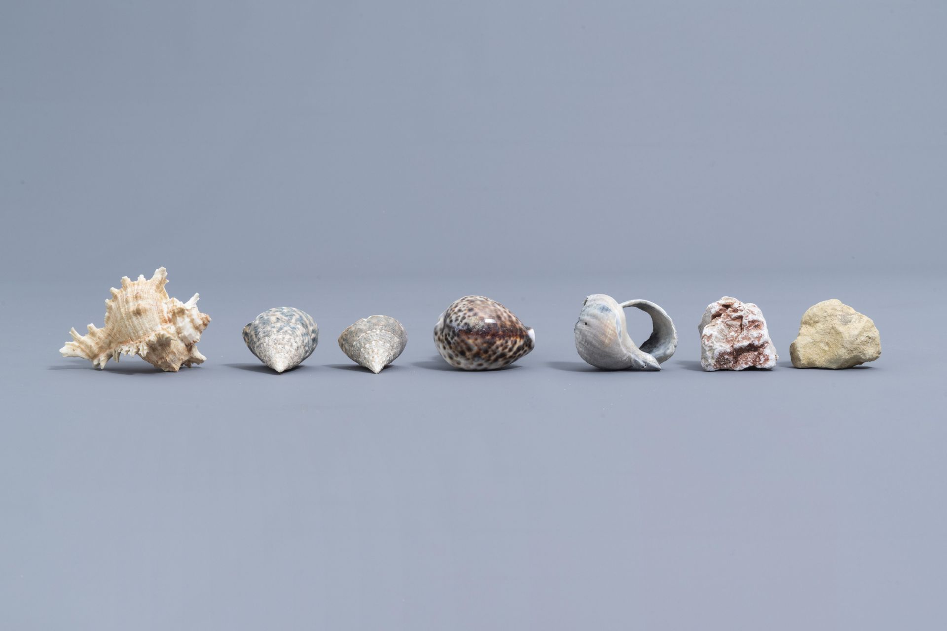 A beautiful collection of shells and sea finds, various origins - Image 13 of 23