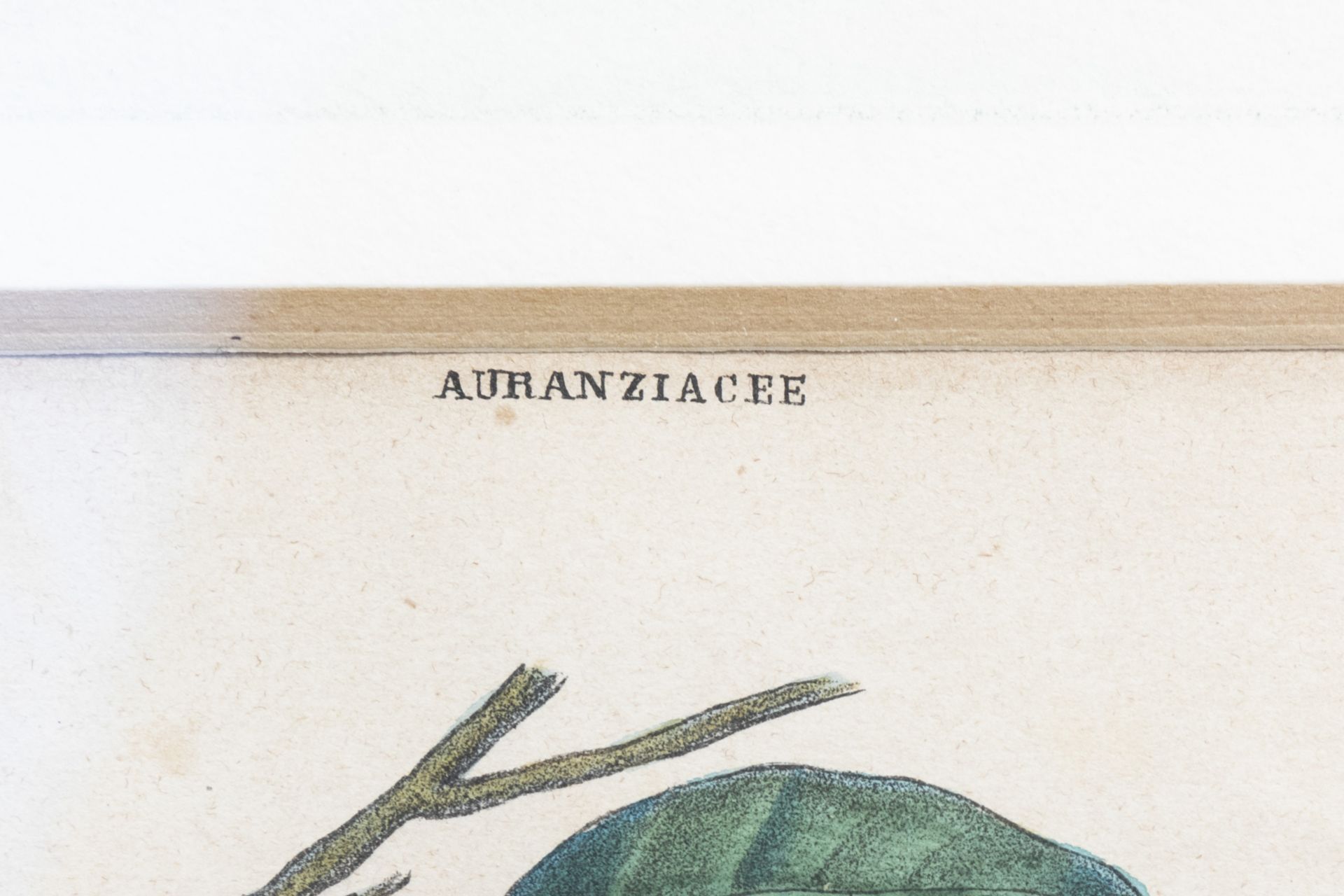 Raimondo Petraroja (19th C.): An interesting series of ten botanical hand-coloured lithographs - Image 32 of 34