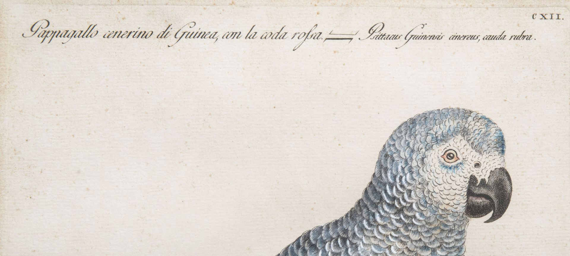 Xaverio Manetti (1723-1785): Two parrots, hand-coloured engravings, 18th C. - Image 6 of 10