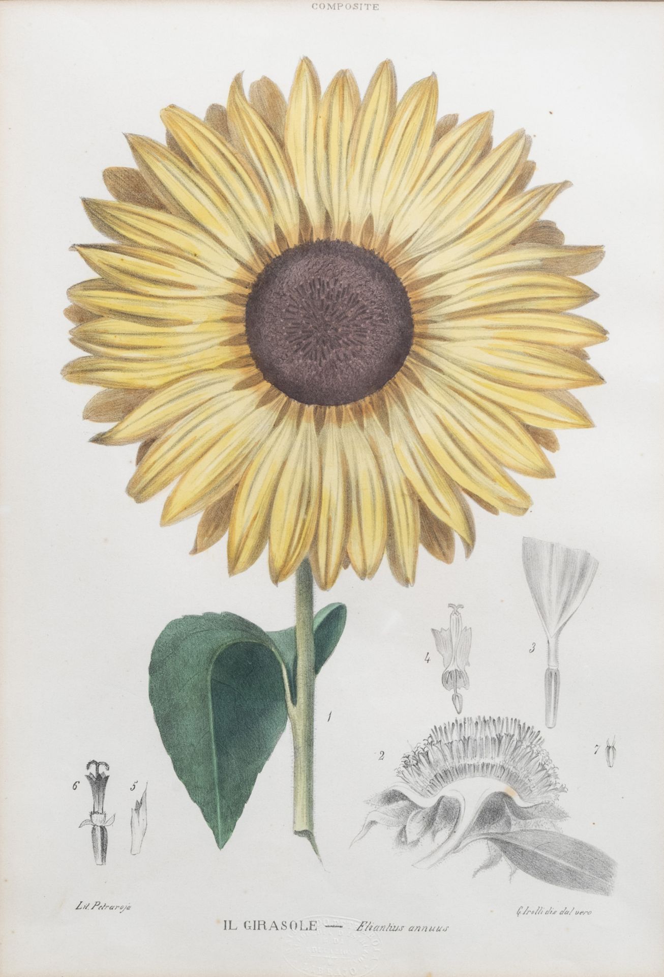 Raimondo Petraroja (19th C.): An interesting series of ten botanical hand-coloured lithographs - Image 9 of 34