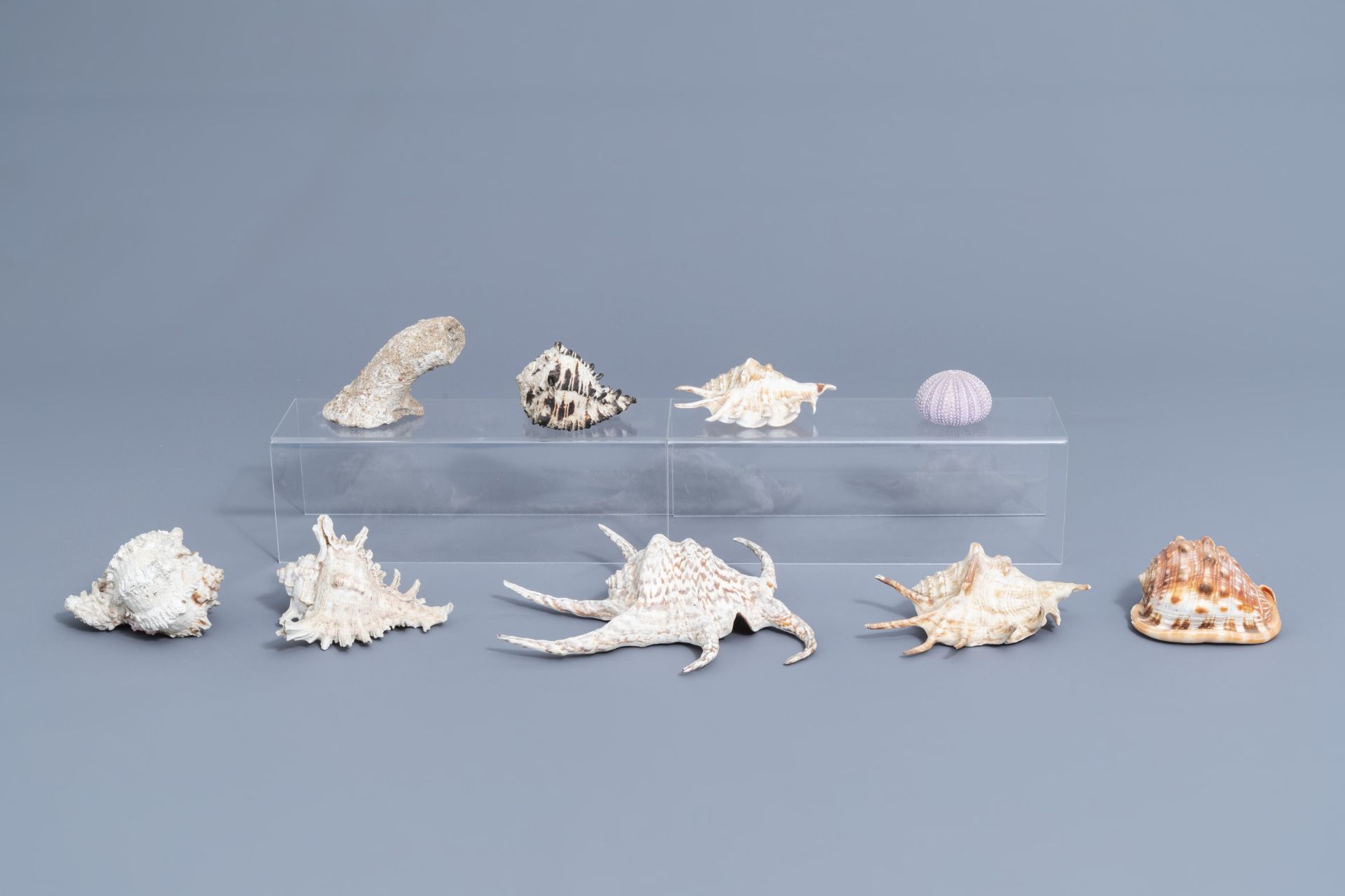 A beautiful collection of shells and sea finds, various origins - Image 28 of 41