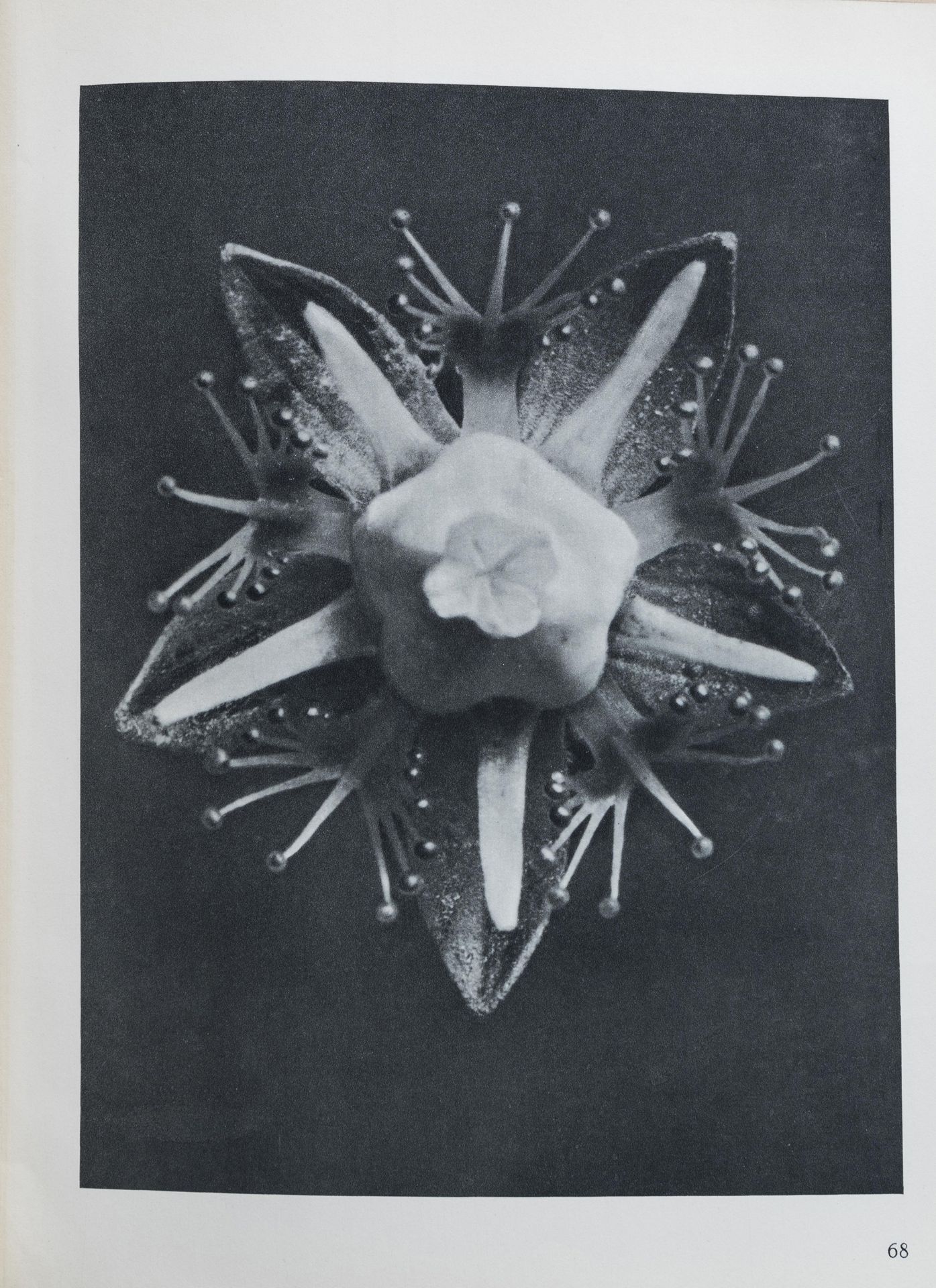 Karl Blossfeldt: 'Urformen der Kunst. Photographische Pflanzenbilder', Berlin, [1928] - Image 10 of 12