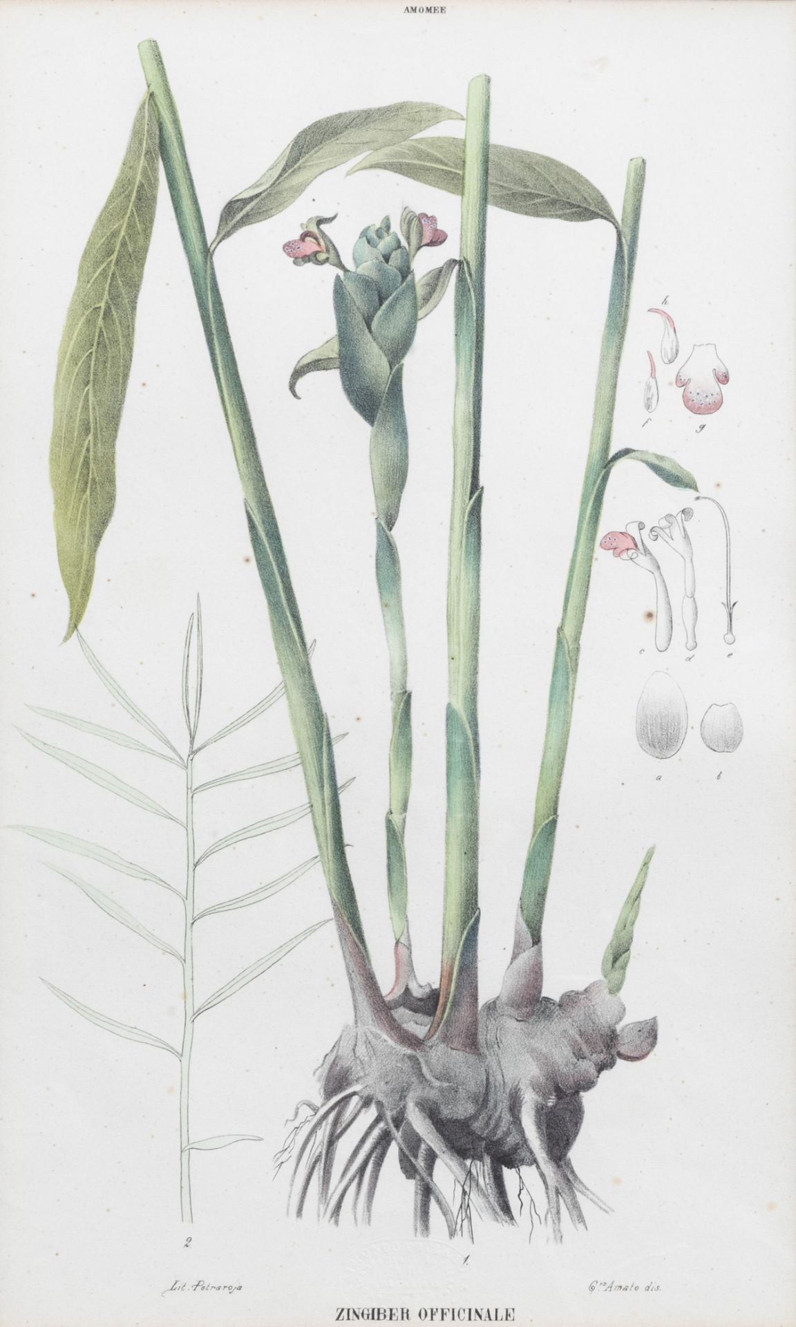 Raimondo Petraroja (19th C.): An interesting series of ten botanical hand-coloured lithographs - Image 5 of 34