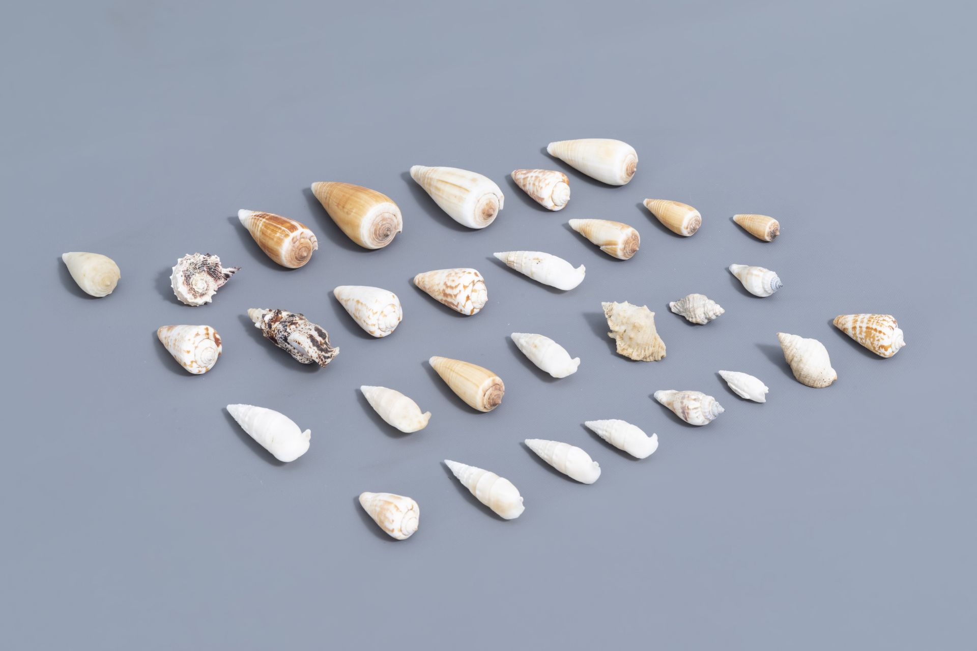 A beautiful collection of shells and sea finds, various origins - Image 21 of 23
