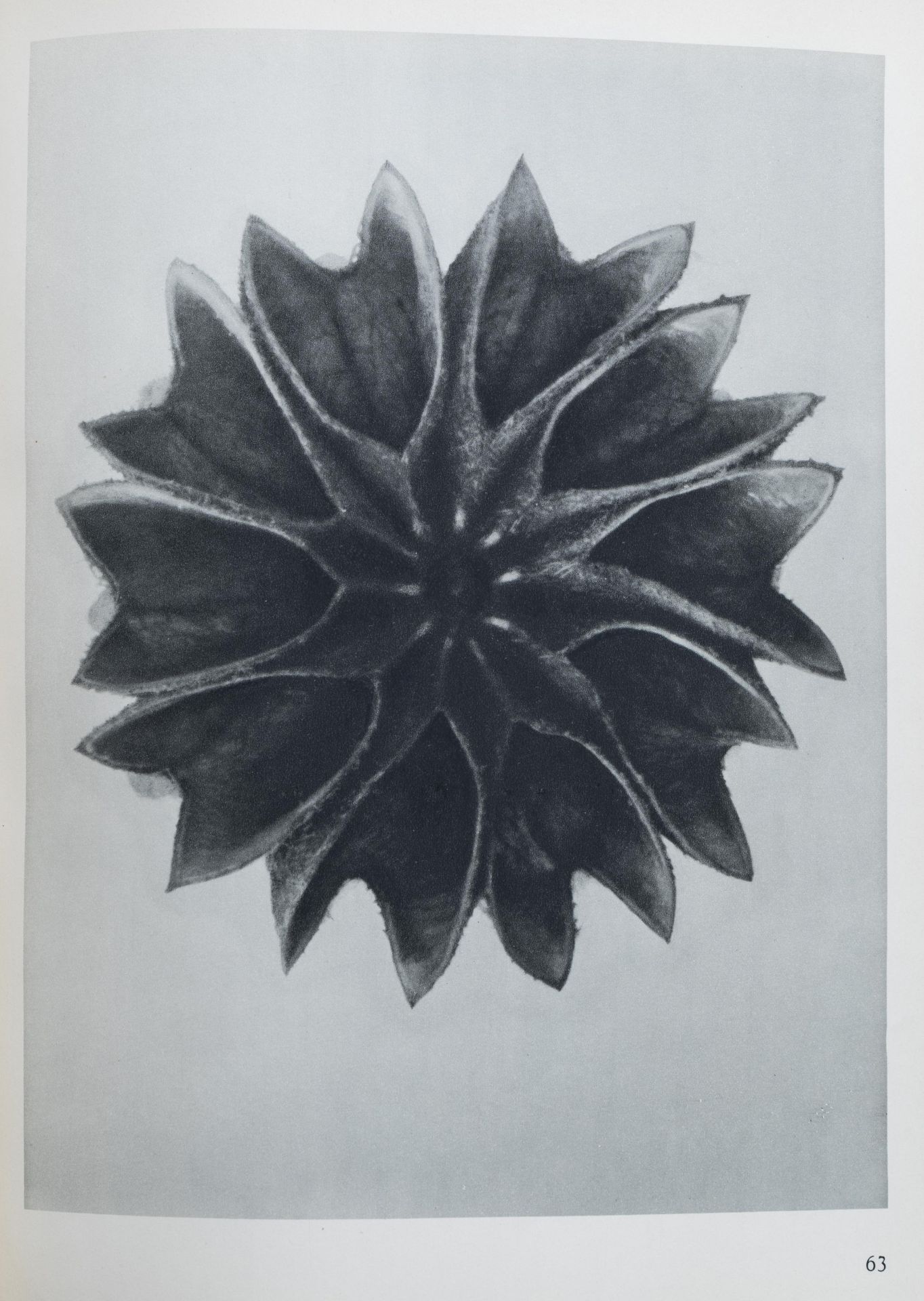 Karl Blossfeldt: 'Urformen der Kunst. Photographische Pflanzenbilder', Berlin, [1928] - Image 9 of 12