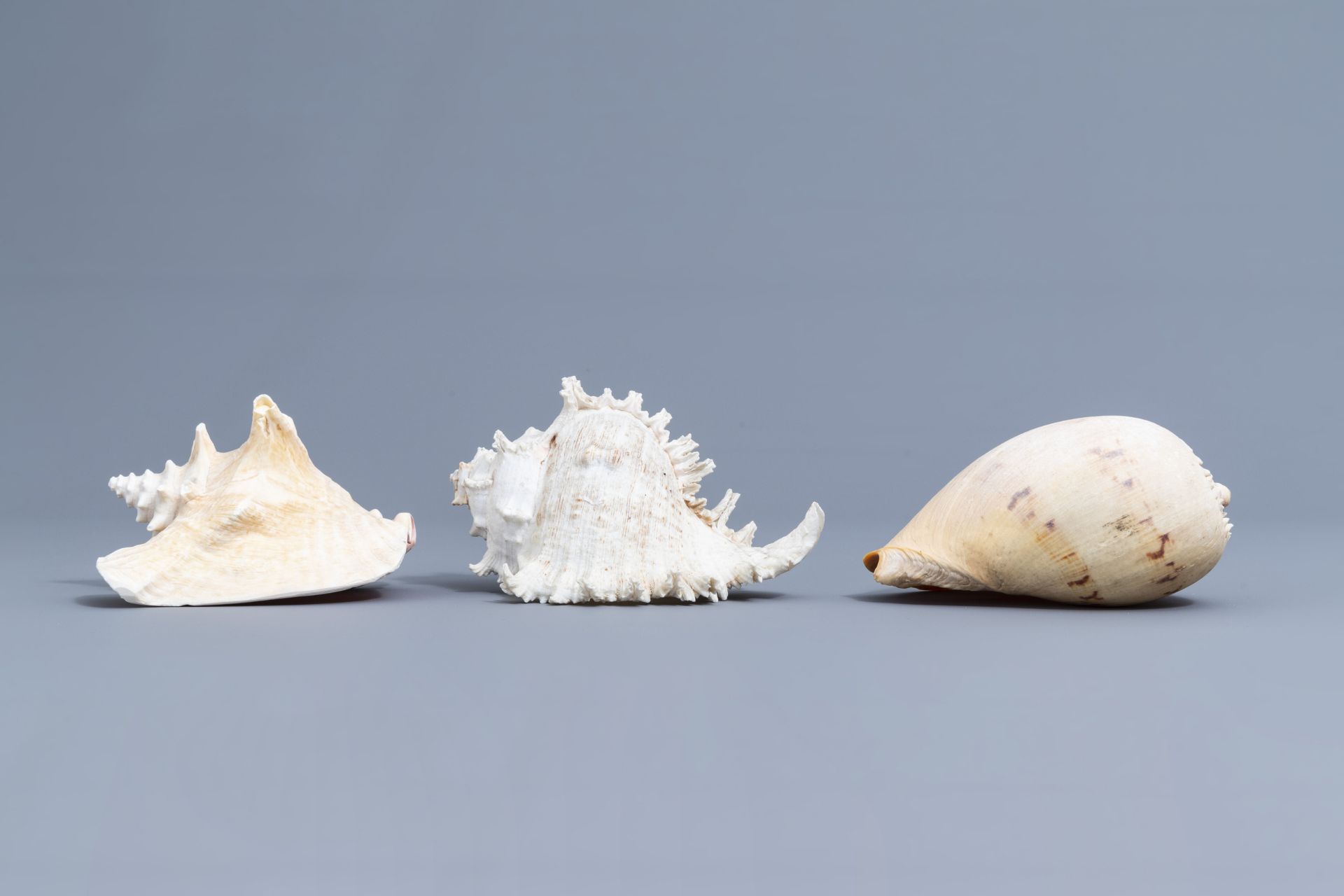 A beautiful collection of shells and sea finds, various origins - Image 23 of 41