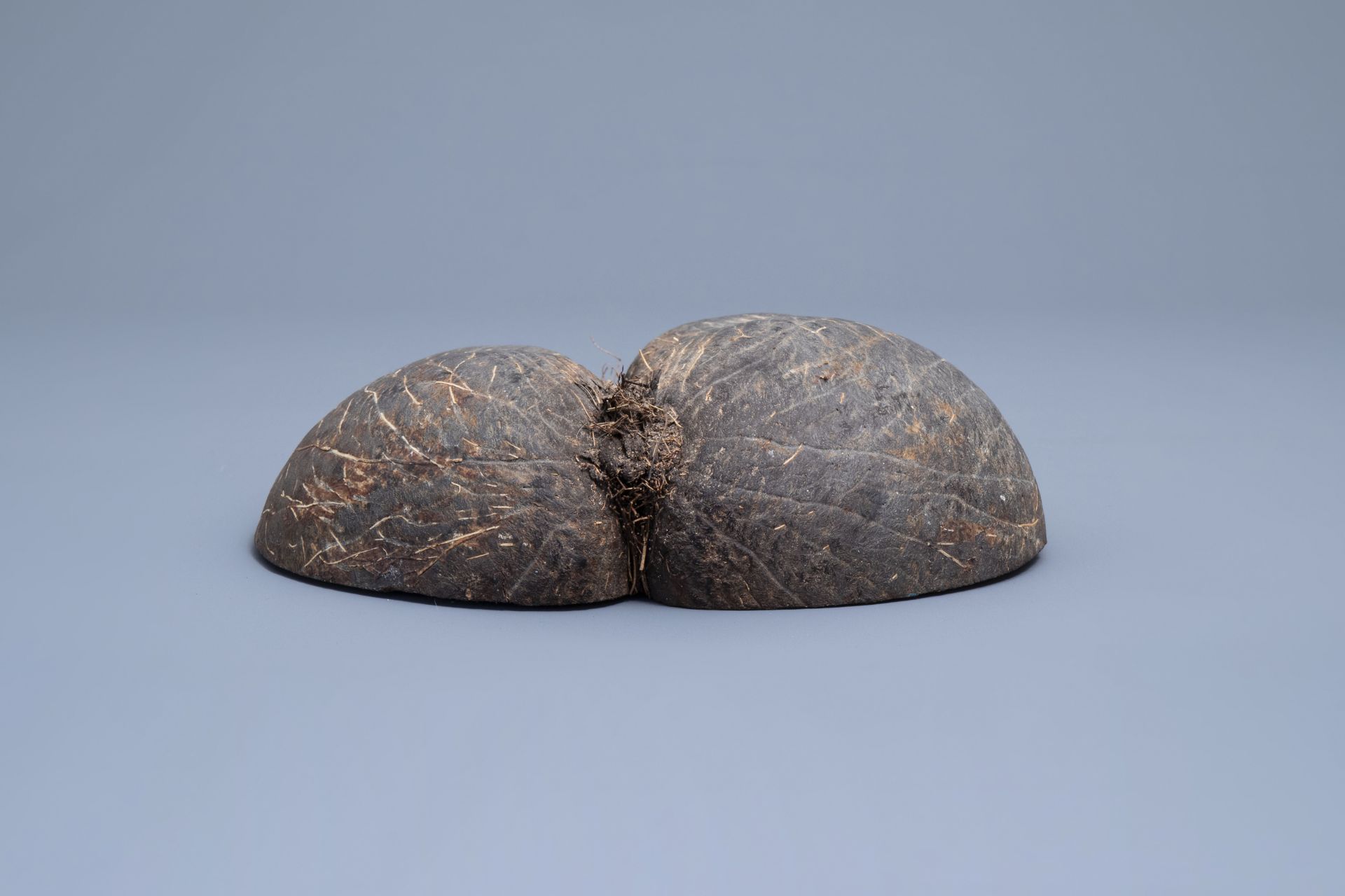 A sea coconut or coco de mer (lodicea maldivica), Seychelles - Image 7 of 7