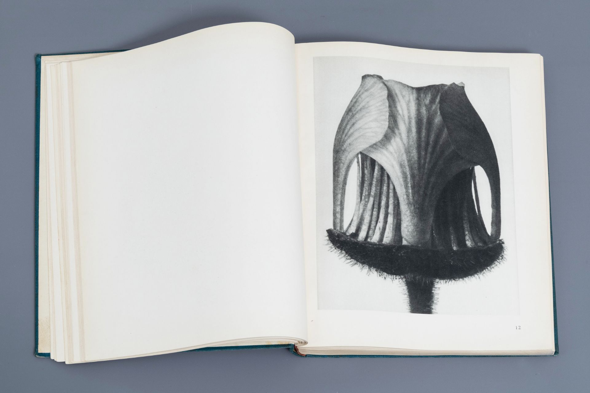 Karl Blossfeldt: 'Urformen der Kunst. Photographische Pflanzenbilder', Berlin, [1928] - Image 6 of 12