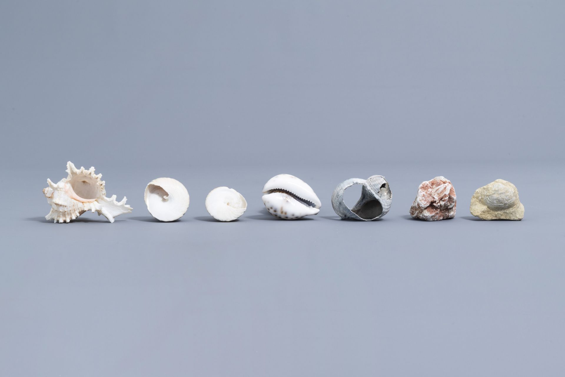 A beautiful collection of shells and sea finds, various origins - Image 12 of 23