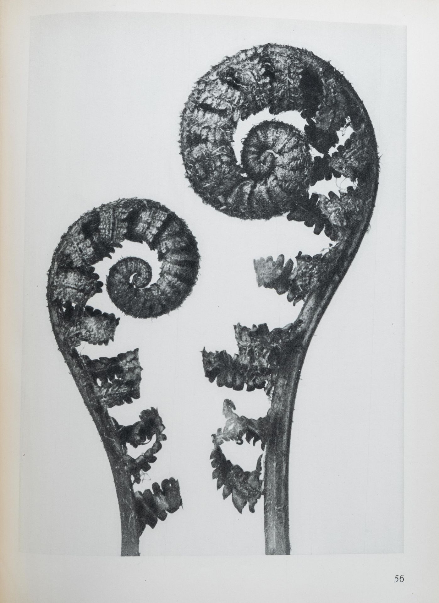 Karl Blossfeldt: 'Urformen der Kunst. Photographische Pflanzenbilder', Berlin, [1928] - Bild 8 aus 12