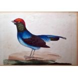After Richard  Polydore  Nodder  (1795-1820) Set of eight coloured engravings  Various exotic birds,