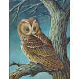 Avery (20th century school) Watercolour Study of an owl sitting on branch, signed lower right,