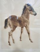 After Kurt Meyer-Eberhardt (German 1895-1977) Coloured etching Foal, signed in pencil, 39cm x 30cm