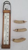 S & A Calderara, London wood and glass thermometer and three wart hog tusks