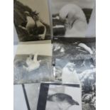 Collection of photographs of birds to include KIng Penguins, Sooty Albatross, Giant Petrel, Blue-