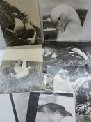 Collection of photographs of birds to include KIng Penguins, Sooty Albatross, Giant Petrel, Blue-