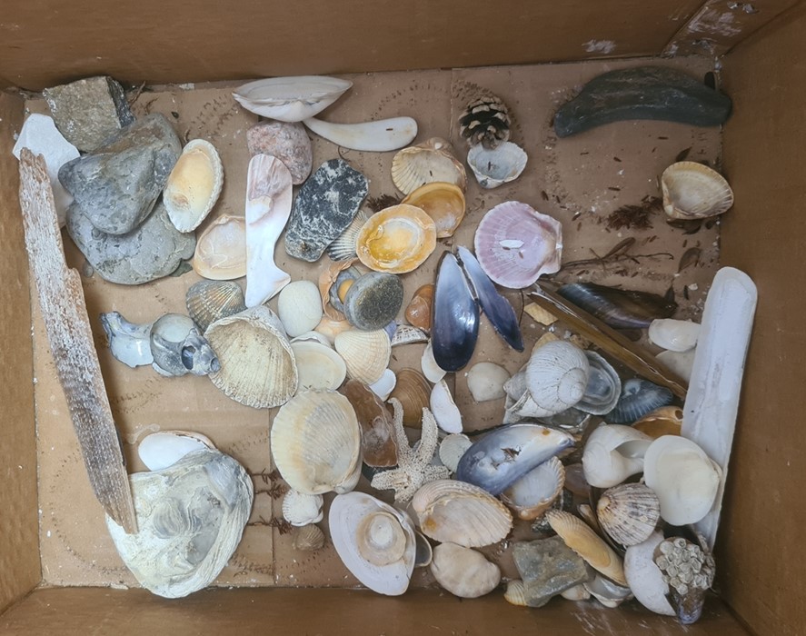 Conch shell, other shells, driftwood, etc (1 box) - Image 2 of 2