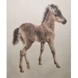 After Kurt Meyer-Eberhardt (German 1895-1977) Coloured etching Foal, signed in pencil, 39cm x 30cm
