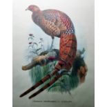 Pair of colour prints  "Phafianus Soemmerringi, Var.Scintillans" and "Calophaasis Ellioti", 40.5cm x