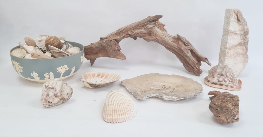Conch shell, other shells, driftwood, etc (1 box)