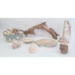 Conch shell, other shells, driftwood, etc (1 box)