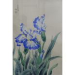 Watercolour of iris, with inscription and seal mark and another of blossom on a branch, with seal