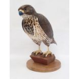 Carved wood figure of bird of prey, marked verso 'B2000 1/1', 42cm high