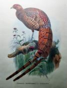 Pair of colour prints  "Phafianus Soemmerringi, Var.Scintillans" and "Calophaasis Ellioti", 40.5cm x