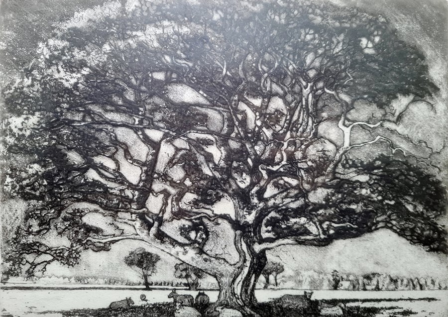 Carla Randall  Etching and aquatint "Oak Tree", no.9/50, signed in pencil, 26cm x 34cm