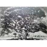 Carla Randall  Etching and aquatint "Oak Tree", no.9/50, signed in pencil, 26cm x 34cm