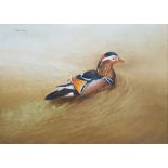 Michael Sawdy (20th century) Oil on board Mandarin duck Signed top left 43cm x 59.5cm Condition