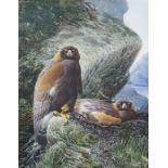 David Johnston  Watercolour drawing "Golden Eagle at the Nest", Dunkeld, Perthshire Gallery label