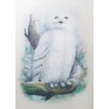 Norman(?) Orr (Scottish 1924-1993) Watercolour drawing Study of a snowy owl on branch, signed '
