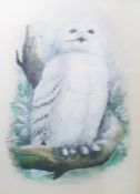 Norman(?) Orr (Scottish 1924-1993) Watercolour drawing Study of a snowy owl on branch, signed '
