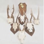 Set of four miniature deer horns, each mounted on oak shield and two pairs unmounted (6)