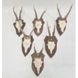 Set of six German miniature deer horns each mounted on an oak shield, various sizes, approx. 30cm