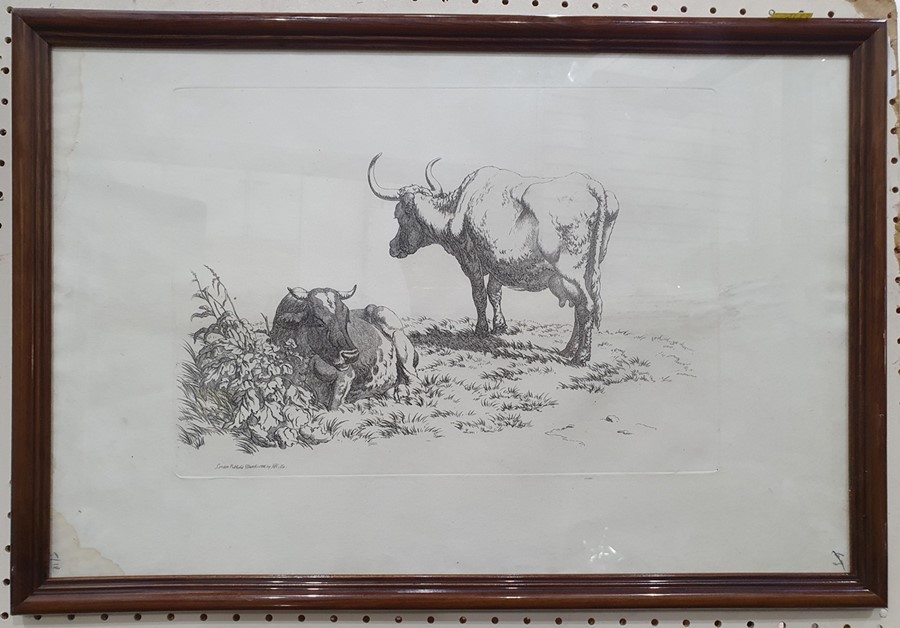 After Robert Hills (1769 - 1844) Five engravings from the Etchings of Cattle published 1806, each - Image 2 of 6