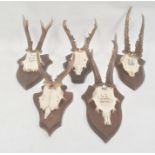 Set of five German miniature deer horns, each mounted on oak shield, approx. 35cm and smaller