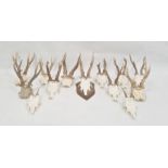 Pair of deer antlers, mounted on oak shield and twelve others, various unmounted (13)