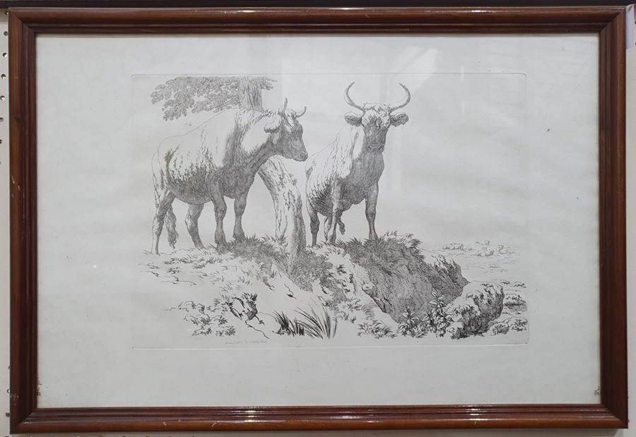 After Robert Hills (1769 - 1844) Five engravings from the Etchings of Cattle published 1806, each - Image 5 of 6