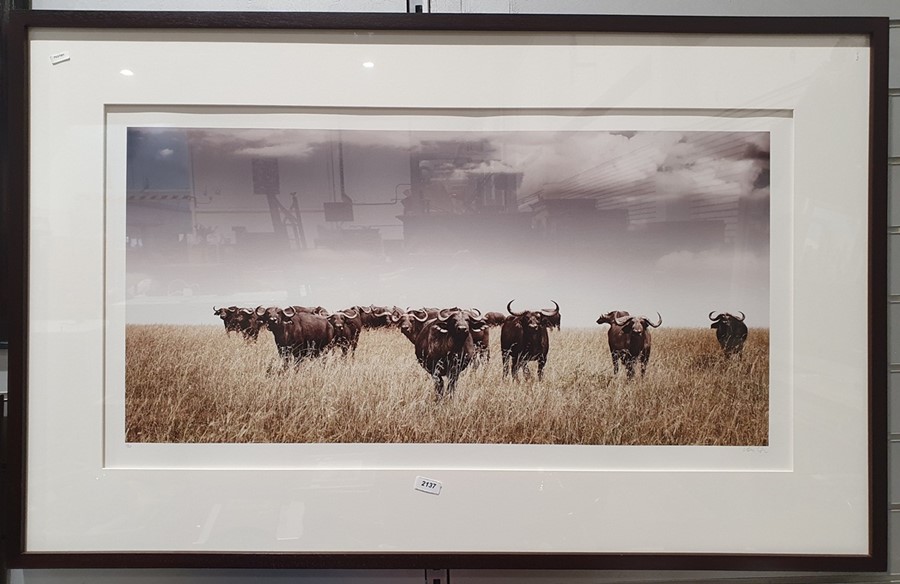 Martin Osner (1963 -) Fine Art Photography Limited edition colour photograph Buffalo in the Veldt,