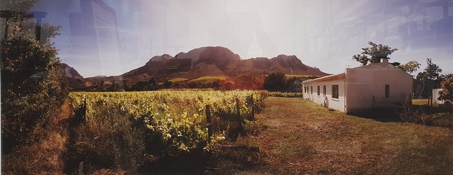 Martin Osner (1963-) - Fine Art Photography Limited Edition colour photograph Rural vineyard in